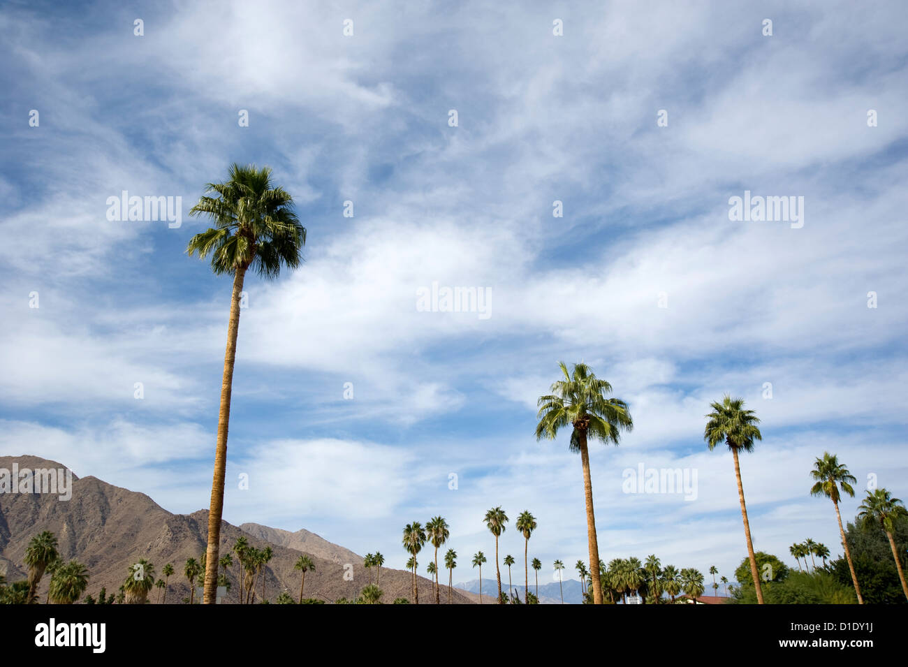 Vista panoramica di palme e montagne a Palm Springs, California Foto Stock
