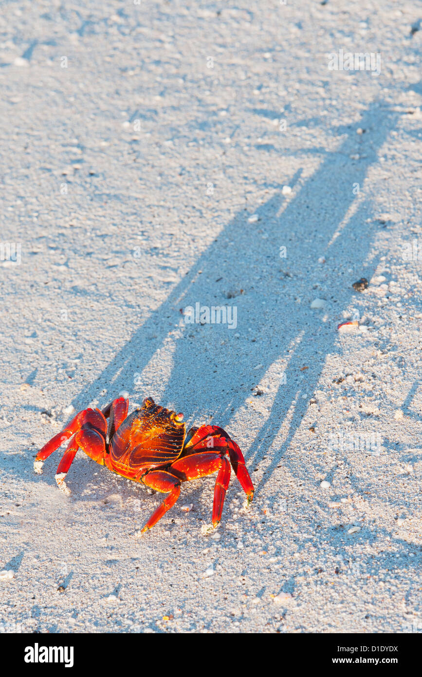 Sally Lightfoot Crab (Grapsus grapsus) e lunga ombra al tramonto, isole Galapagos, Ecuador Foto Stock