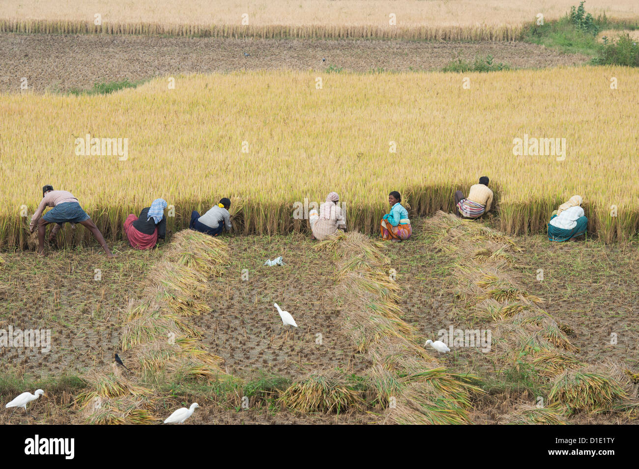 Indian uomini e donne il taglio di piante di riso a mano al momento del raccolto. Andhra Pradesh, India Foto Stock