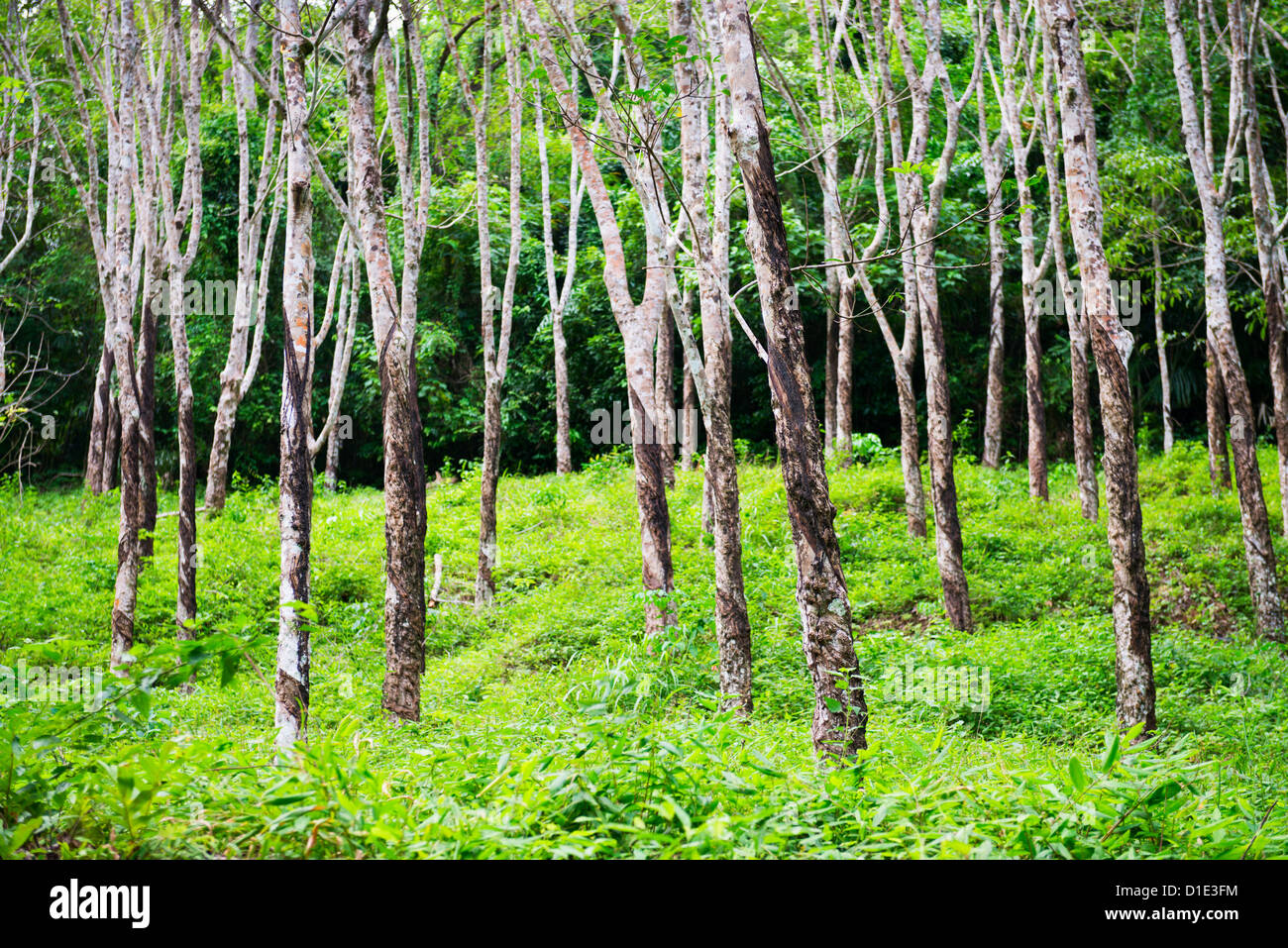 Alberi della gomma Hevea foresta alla Thailandia. Il fuoco selettivo sulla struttura anteriore. Foto Stock