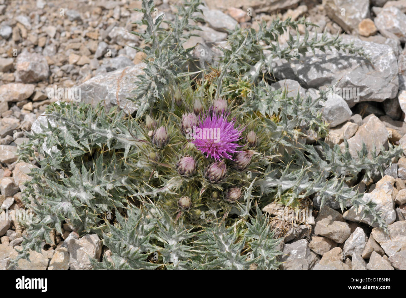 Thistle dei pirenei: Carduus carlinoides. Picos de Europa, Spagna Foto Stock