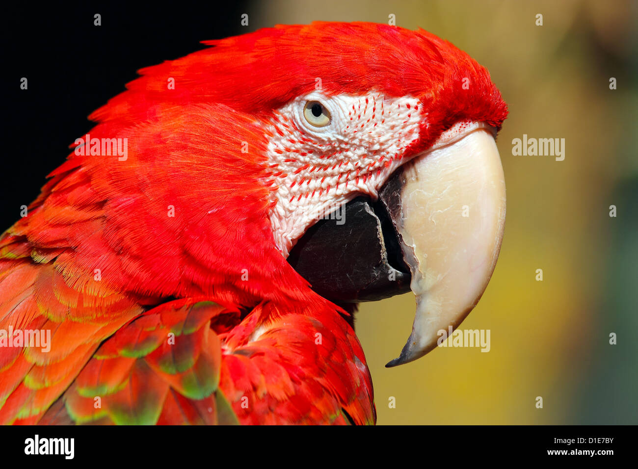 Rosso-verde macaw (Ara chloropterus), è un grande macaw del genere Ara, in cattività nel Regno Unito, Europa Foto Stock