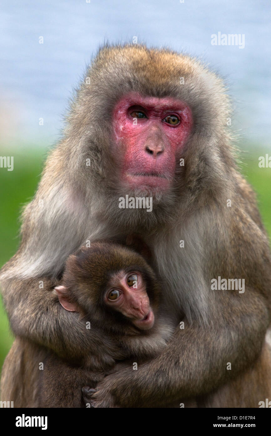 Neve, scimmia macaco giapponese (Macaca fuscata) con baby, in cattività, Regno Unito, Europa Foto Stock