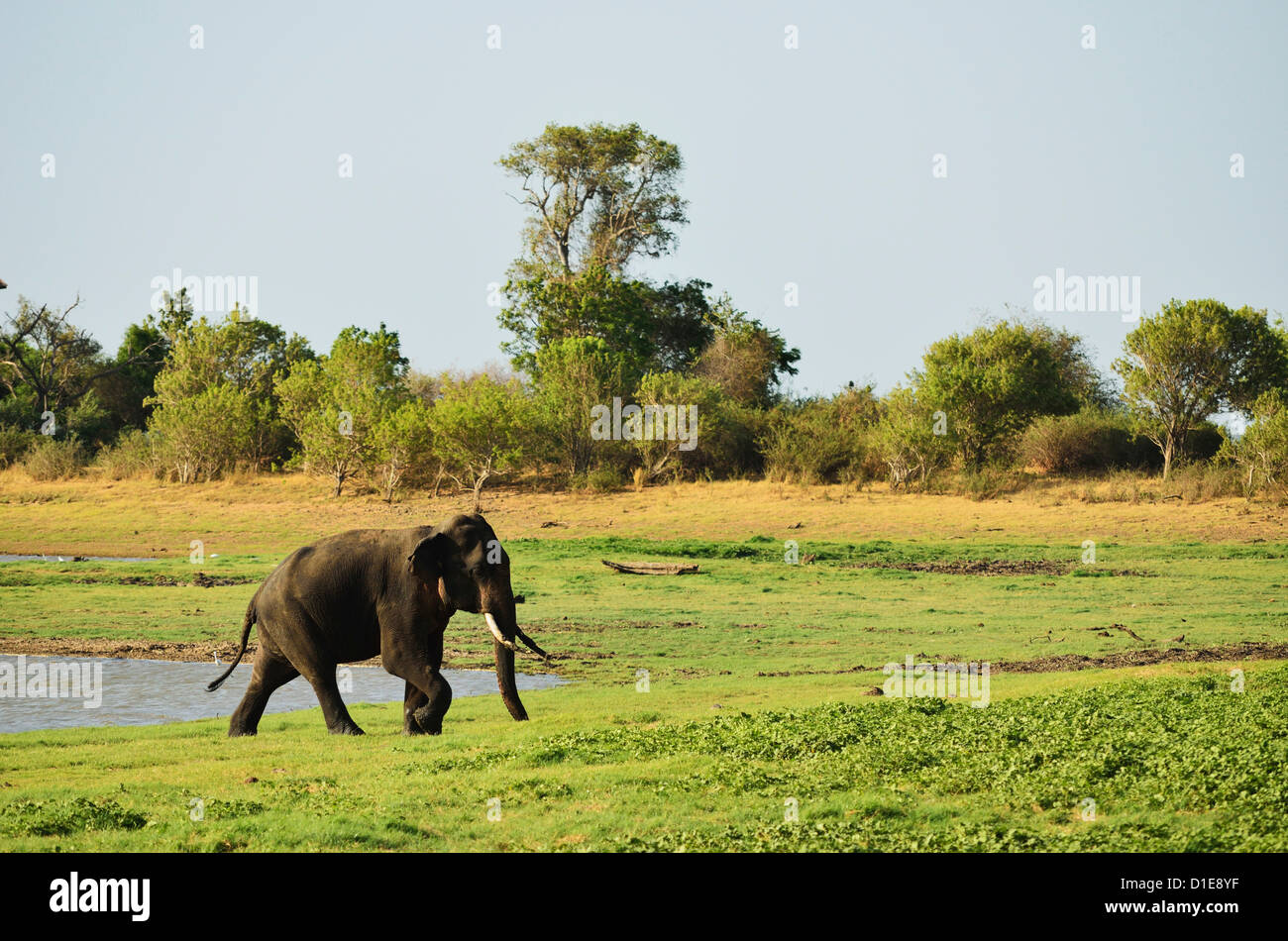 Il governo dello Sri Lanka elephant (Elephas maximus maximus), Minneriya National Park, Sri Lanka, Asia Foto Stock