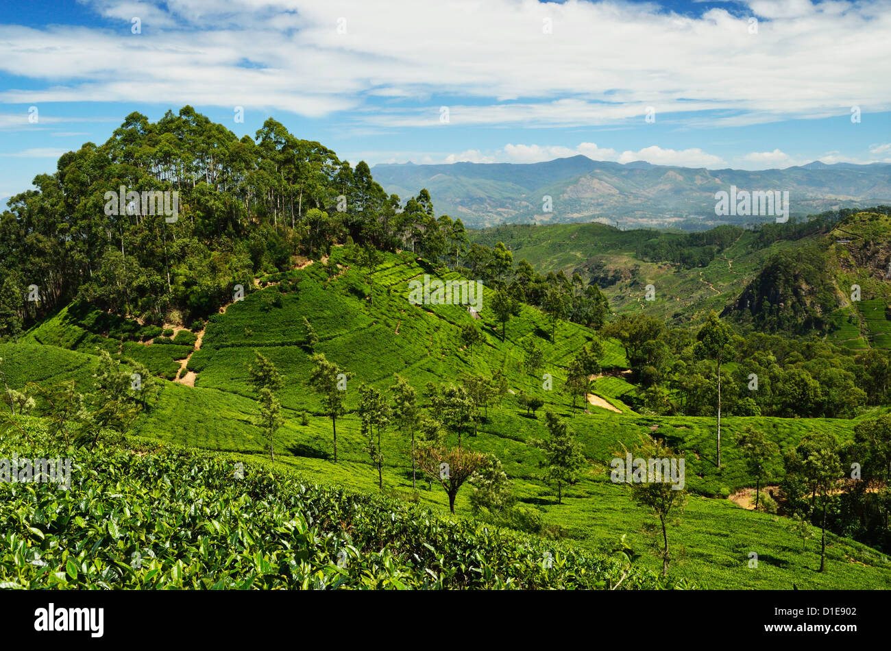 Vista di piantagioni di tè da Lipton della Seat, Haputale, Sri Lanka, Asia Foto Stock