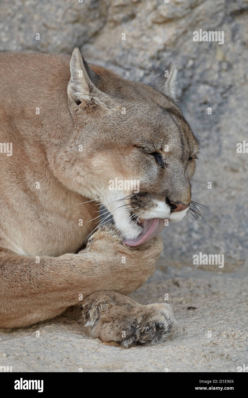 Mountain lion (cougar) (Puma) (Puma concolor) di pulizia dopo aver mangiato, Living Desert Zoo e i giardini del parco statale, Nuovo Messico, STATI UNITI D'AMERICA Foto Stock