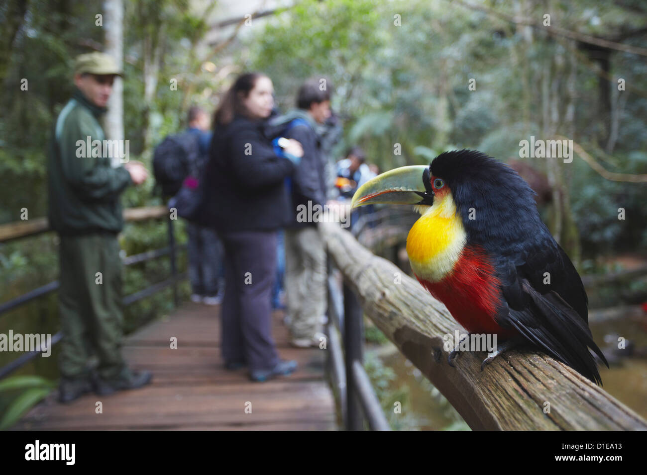 Red-breasted toucan al Parque das Aves (parco degli uccelli), Iguacu, Parana, Brasile, Sud America Foto Stock