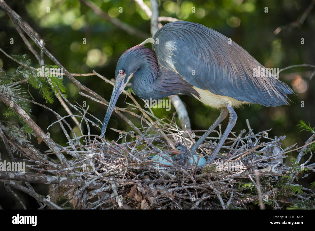 Airone tricolore (Egretta tricolore) tendente a nido di Sant Agostino Alligator Farm Zoological Park, St. Augustine, Florida Foto Stock