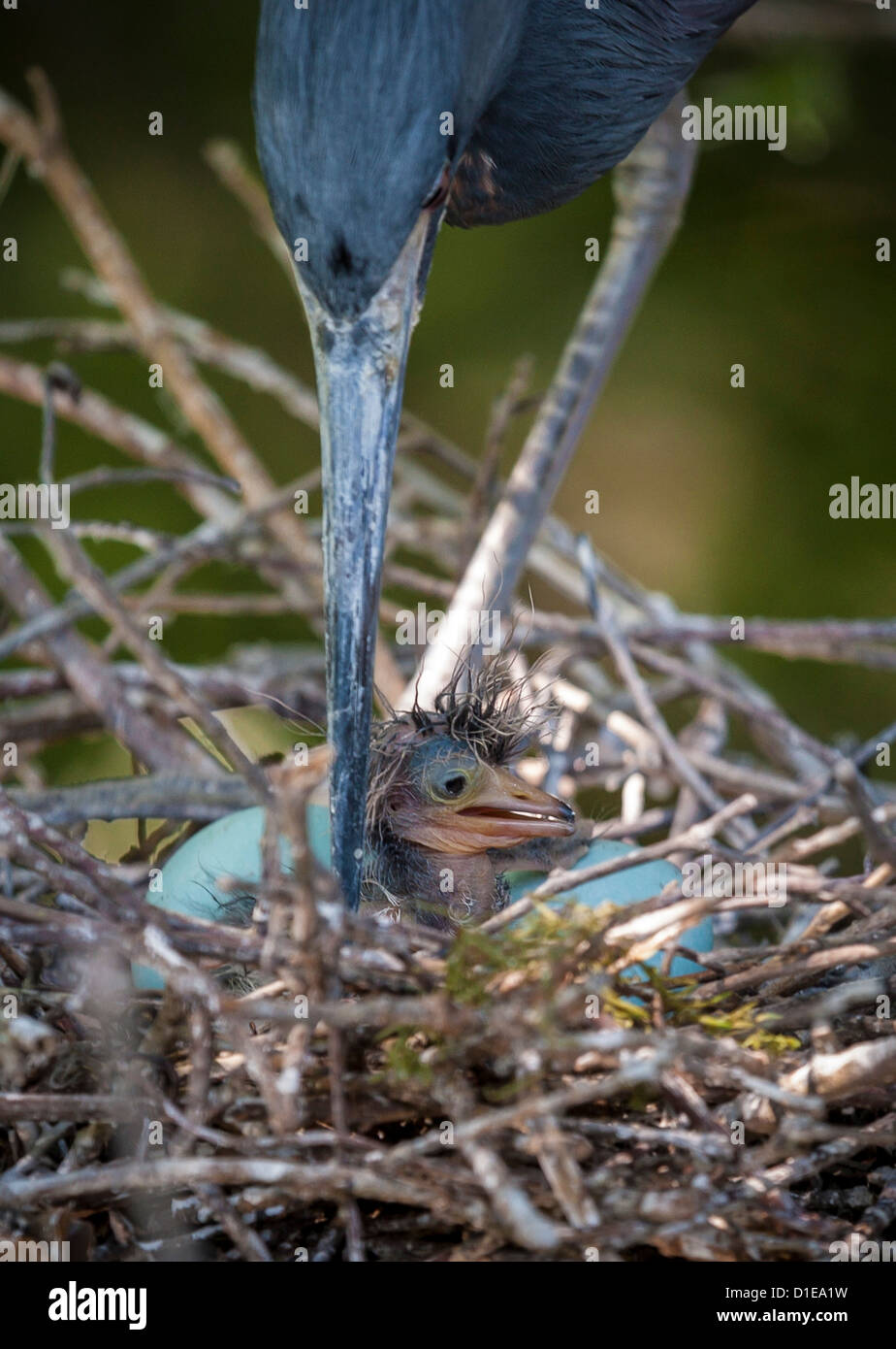 Airone tricolore (Egretta tricolore) tendente a hatchling sant'Agostino Alligator Farm Zoological Park, St. Augustine, Florida Foto Stock