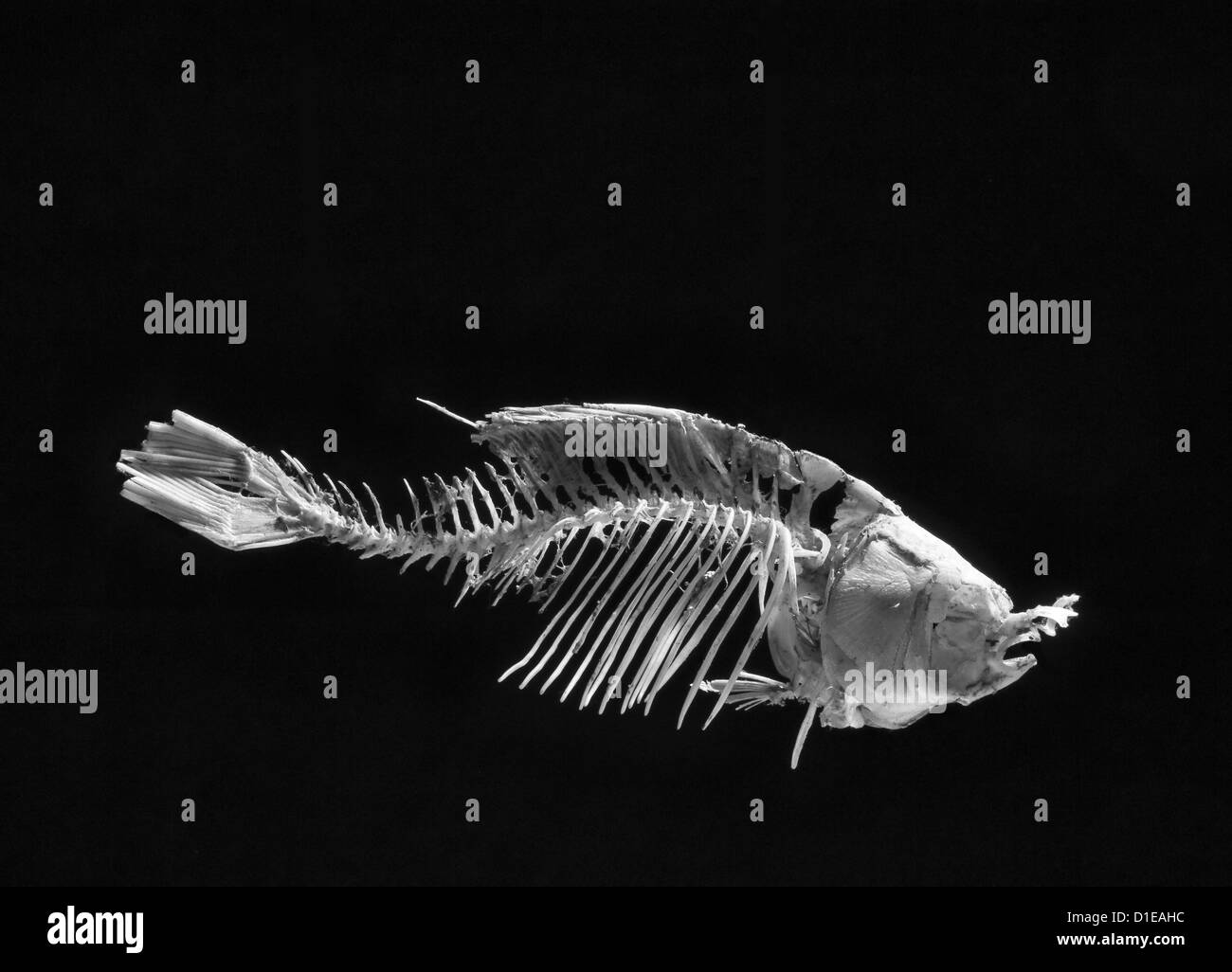 Un pesce lo scheletro, b/w su sfondo nero Foto Stock