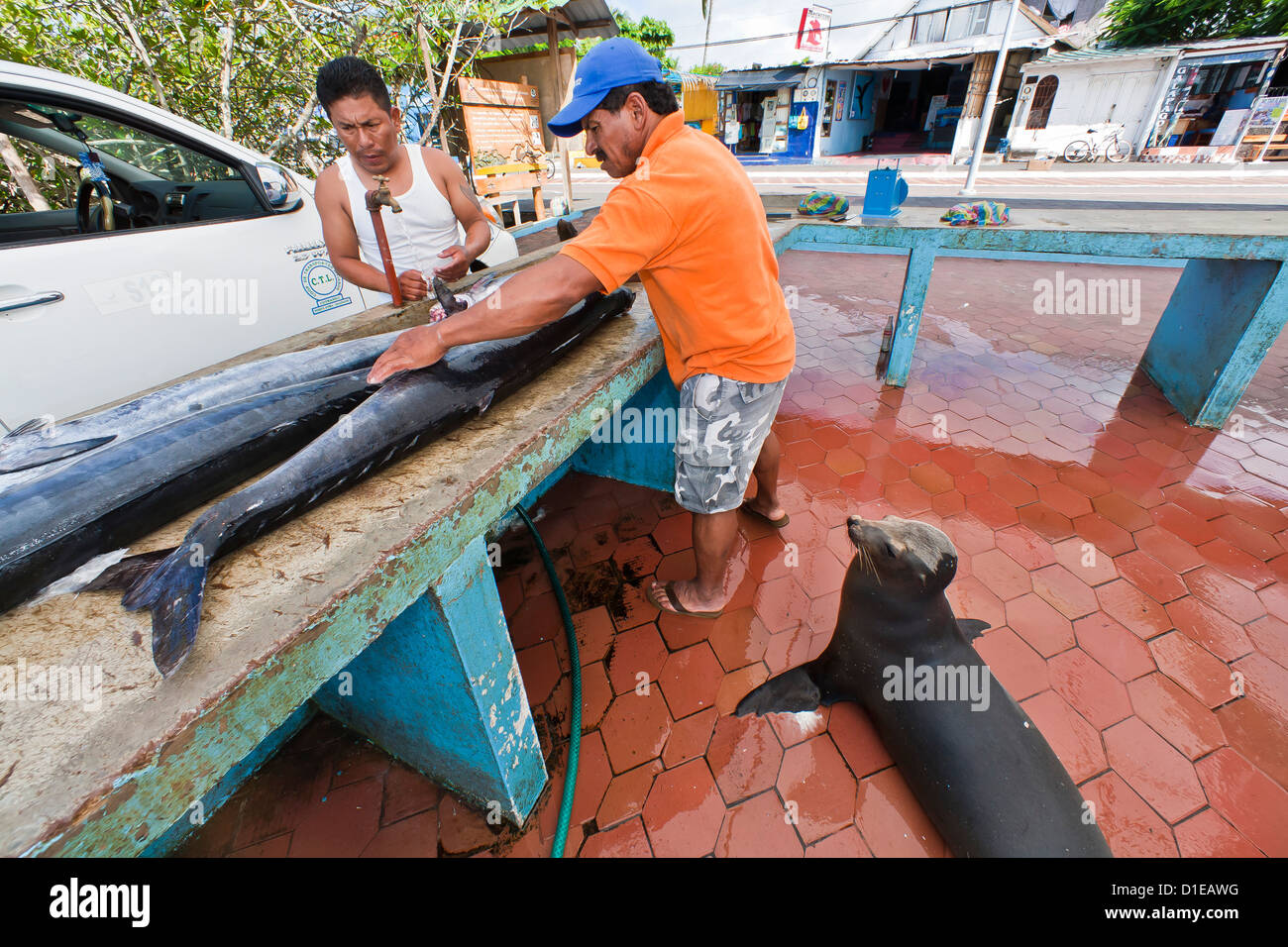 Il mercato locale del pesce, Puerto Ayora, Isola di Santa Cruz, Galapagos Isola Arcipelago, Ecuador, Sud America Foto Stock