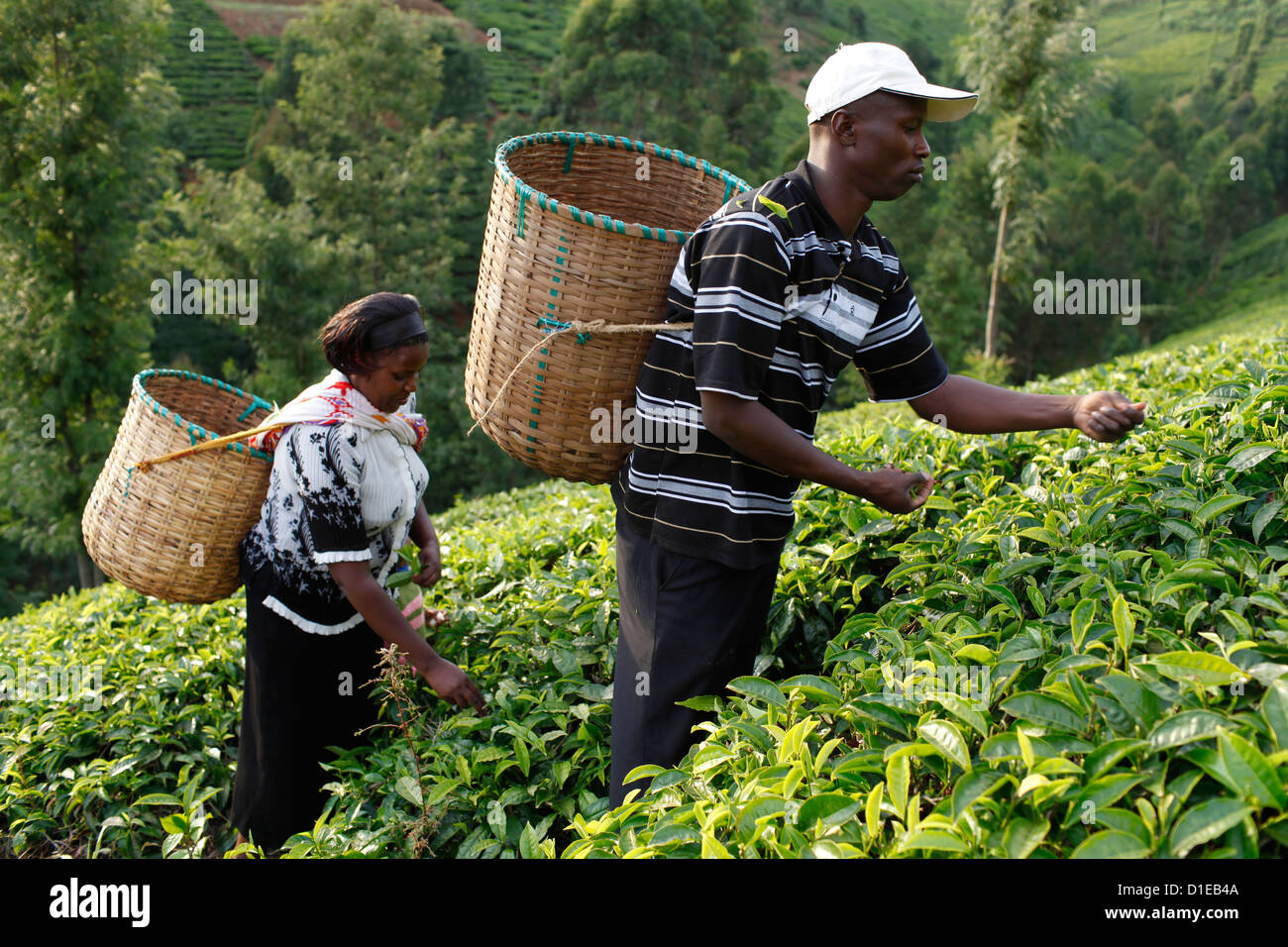 Agricoltore Lincoln Kimanthi Mugo e sua moglie Polly Mukami picking tè, Kathangiri, Kenya, Africa orientale, Africa Foto Stock