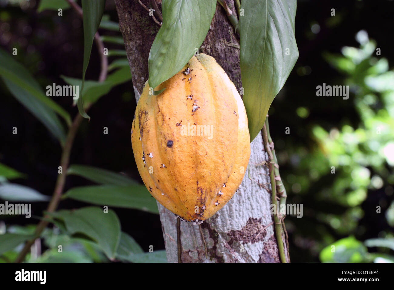 Grenada. Close-up di crescita di fava di cacao pod. Foto Stock