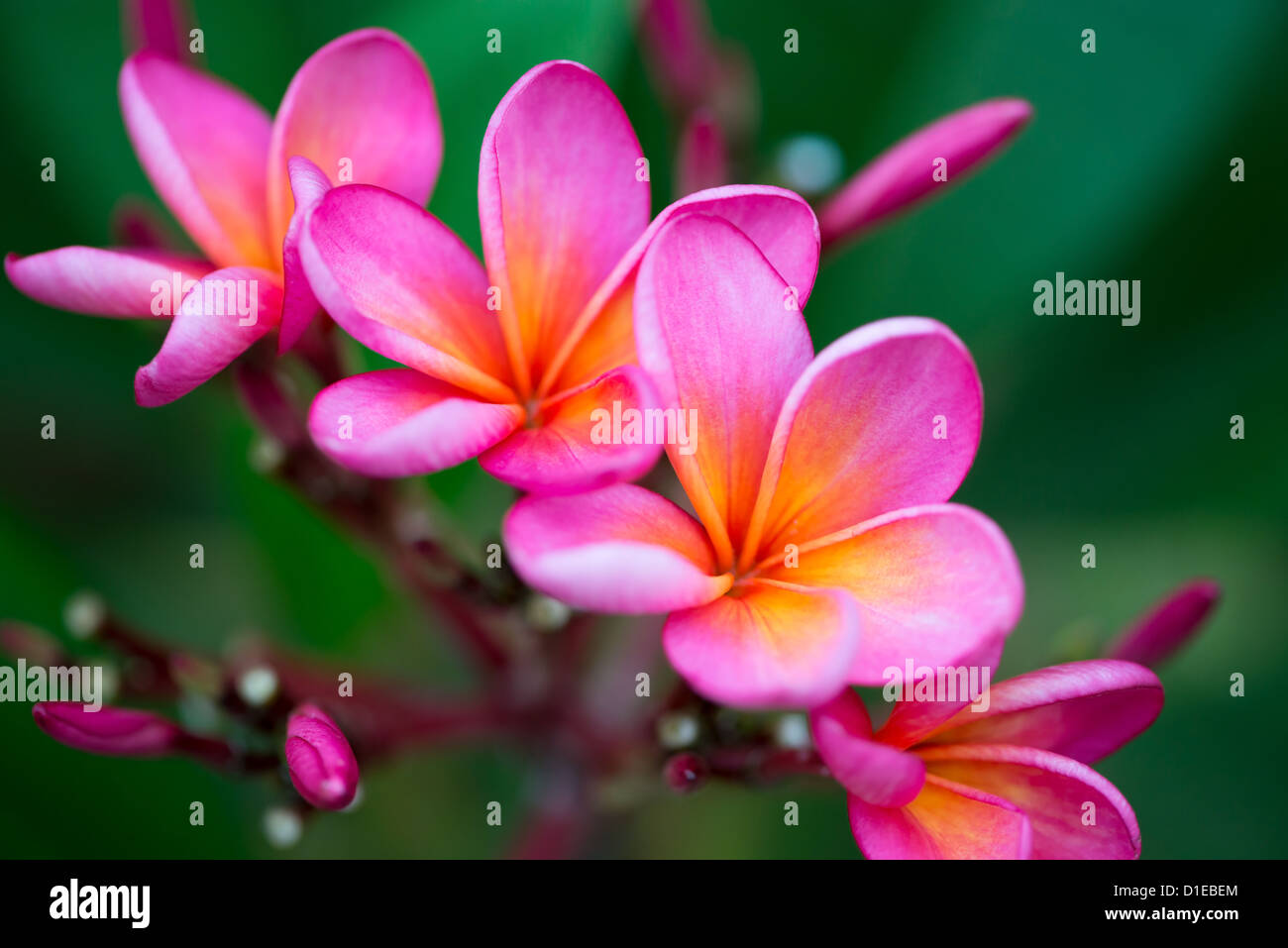 Il ramo di tropicale fiori rosa frangipani (plumeria) su foglie di colore verde scuro dello sfondo Foto Stock