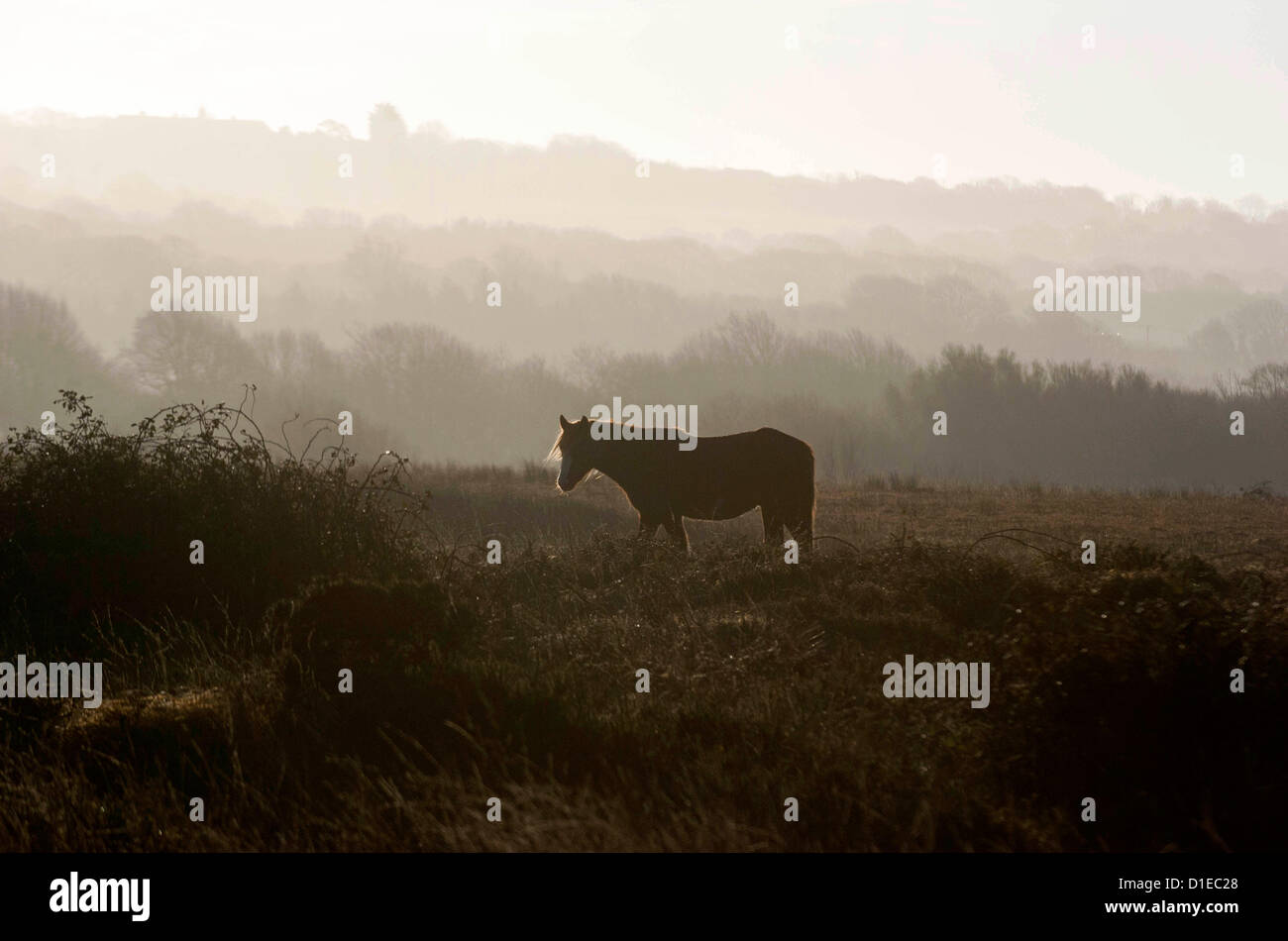 Penisola di Gower, Wales, Regno Unito. Xviii Dicembre 2012. Un cavallo solitario che pascolano sulla terra comune vicino a Swansea Aeroporto sulla Penisola di Gower come questa mattina i primi raggi del sole inizia a bruciare la nebbia di mattina. Credito: Phil Rees / Alamy Live News Foto Stock