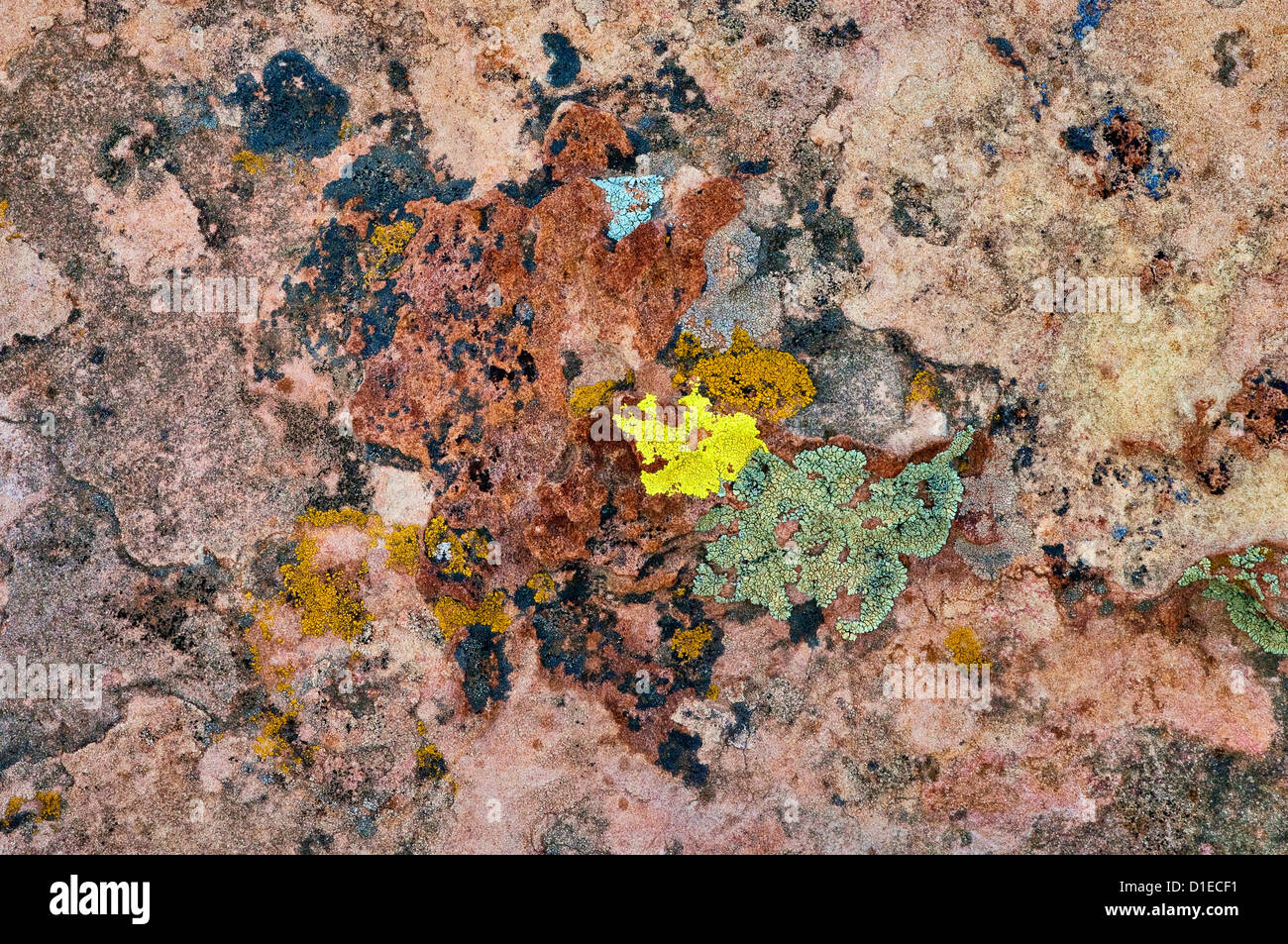 I licheni a scogliere di arenaria, El Malpais monumento nazionale, Nuovo Messico, STATI UNITI D'AMERICA Foto Stock