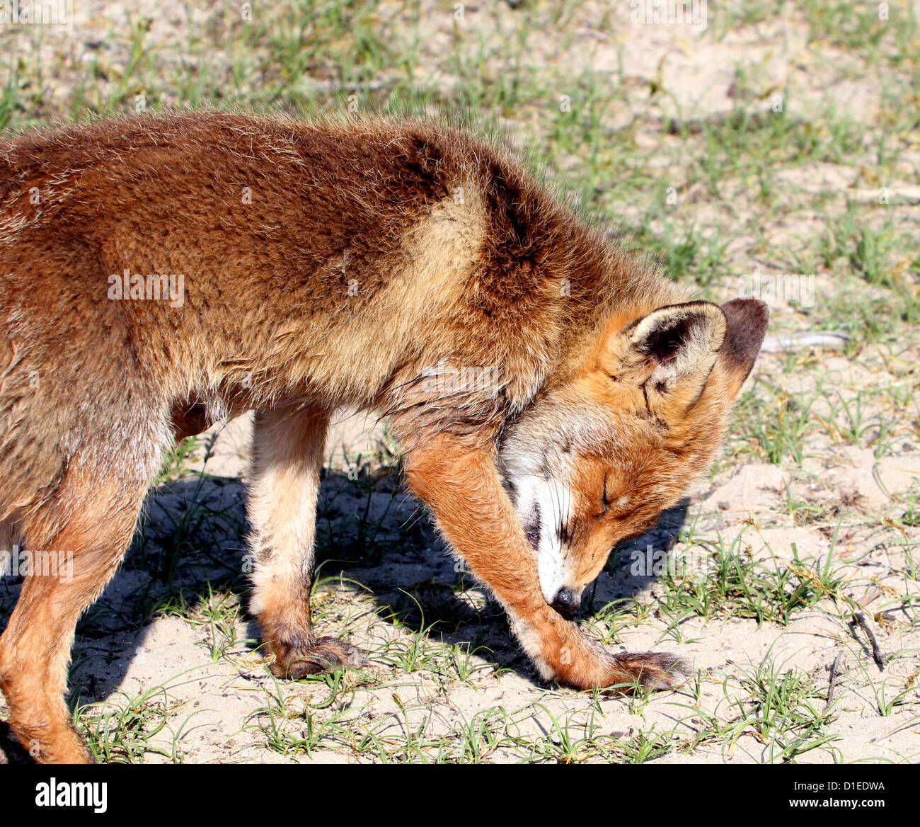Giocoso selvaggi Rosso europeo volpe (vulpes vulpes) in ambiente naturale e dettagli straordinari Foto Stock