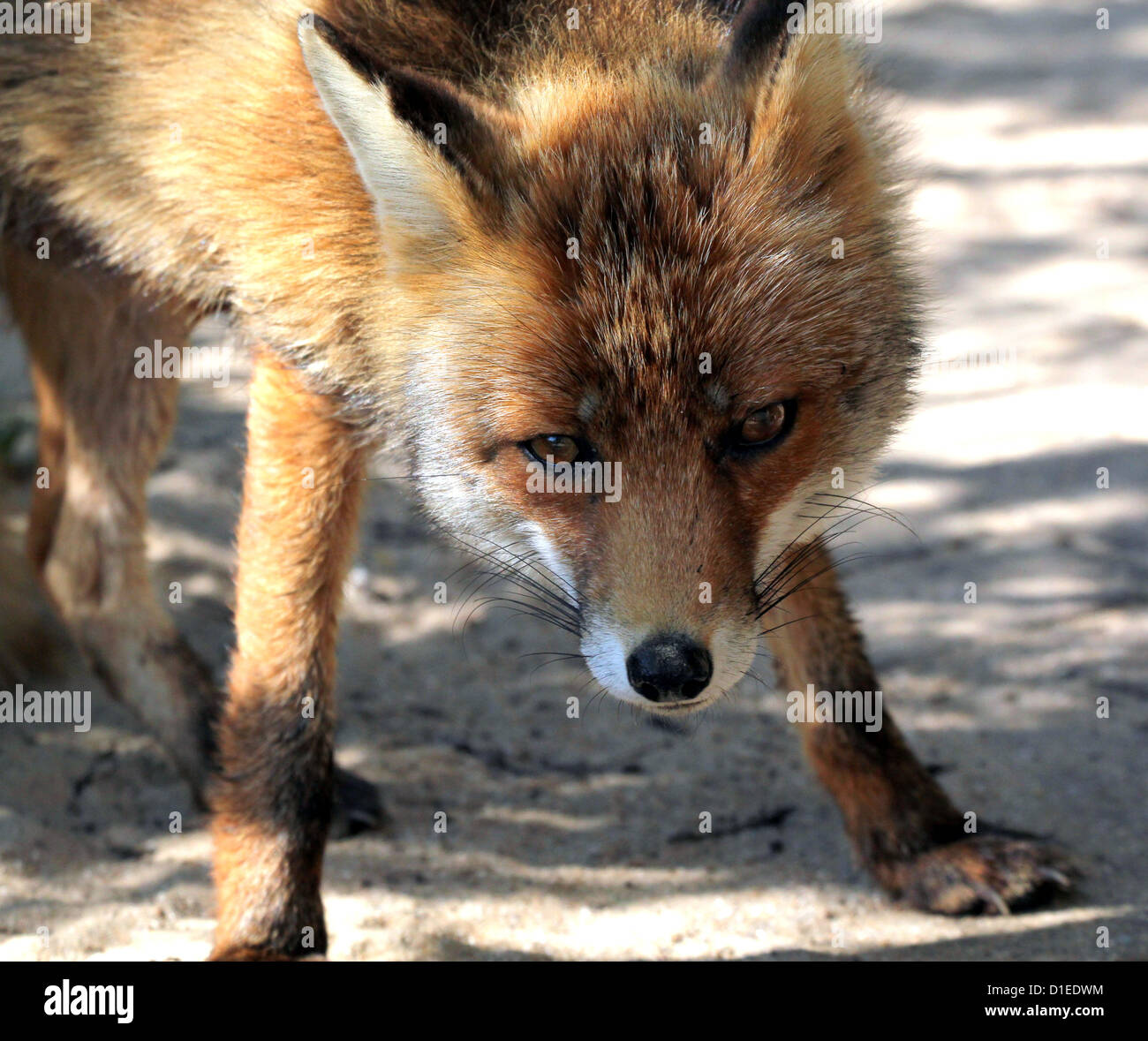 Insolente rosso europeo volpe (vulpes vulpes) fissando la telecamera Foto Stock