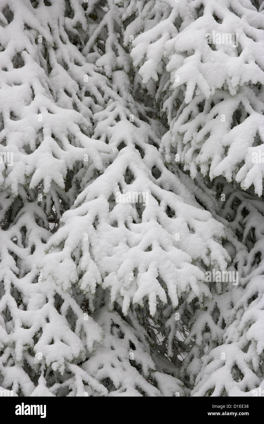 Inverno in Bavarian National Park, Germania Foto Stock