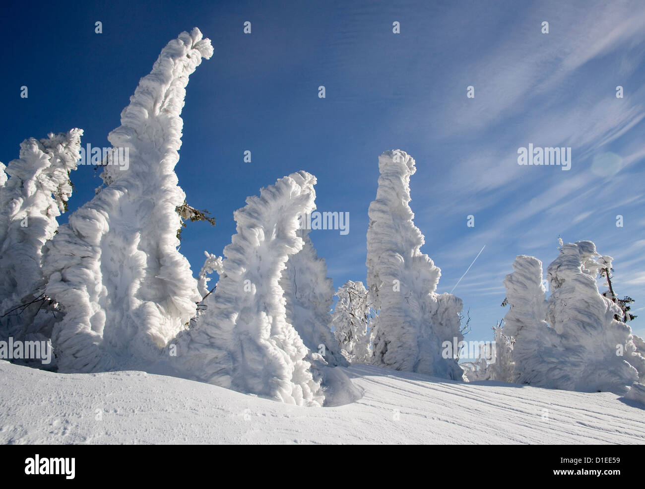 Inverno in Bavarian National Park, Germania Foto Stock