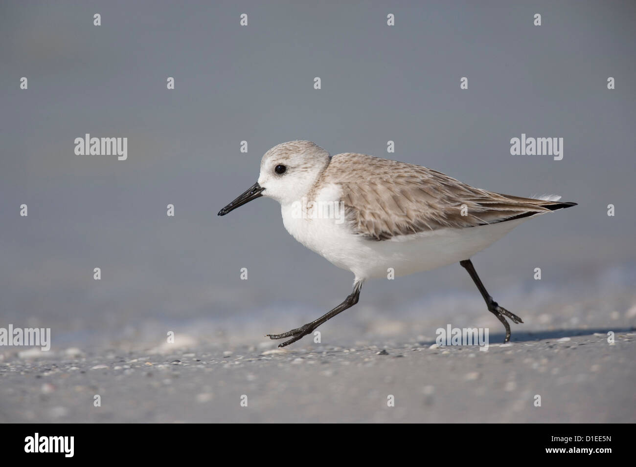 De Soto Park Beach, vicino a Tampa, Florida, Stati Uniti d'America Foto Stock