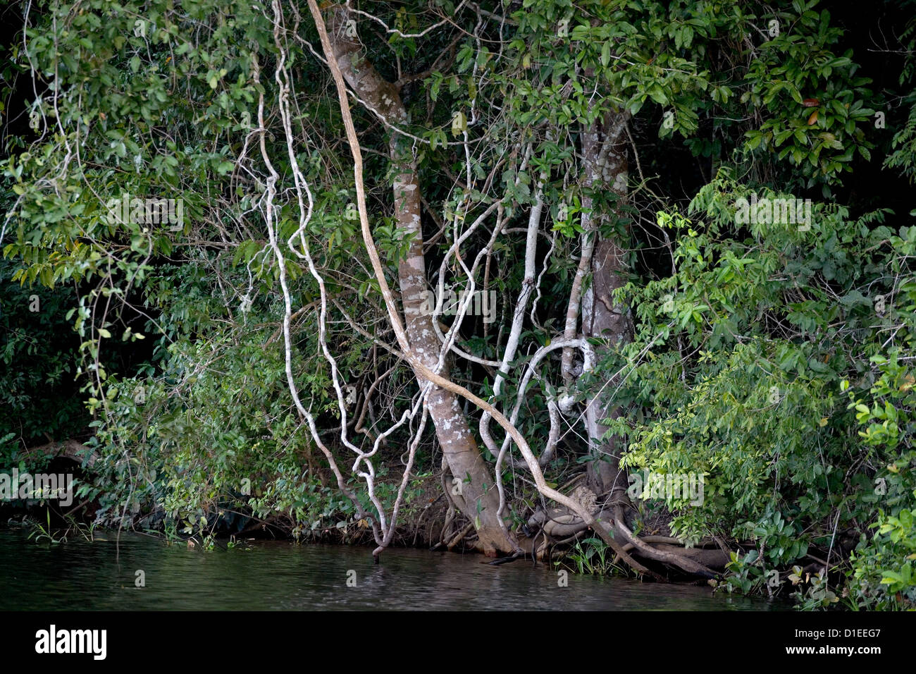 Pantanal, la più grande zona umida, Brasile, Sud America Foto Stock