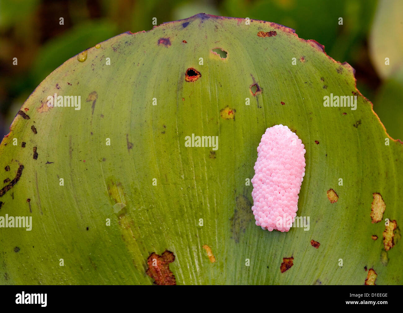 Uova di lumaca Apple sulla foglia. Pantanal, la più grande zona umida, Brasile, Sud America Foto Stock