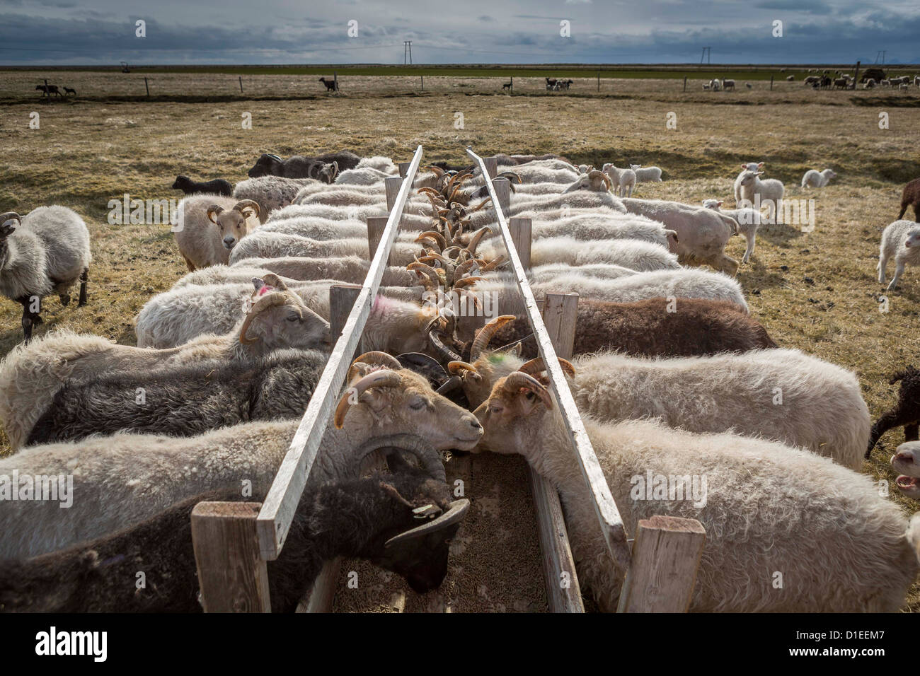 Alimentazione di pecora in agriturismo in Islanda Orientale Foto Stock