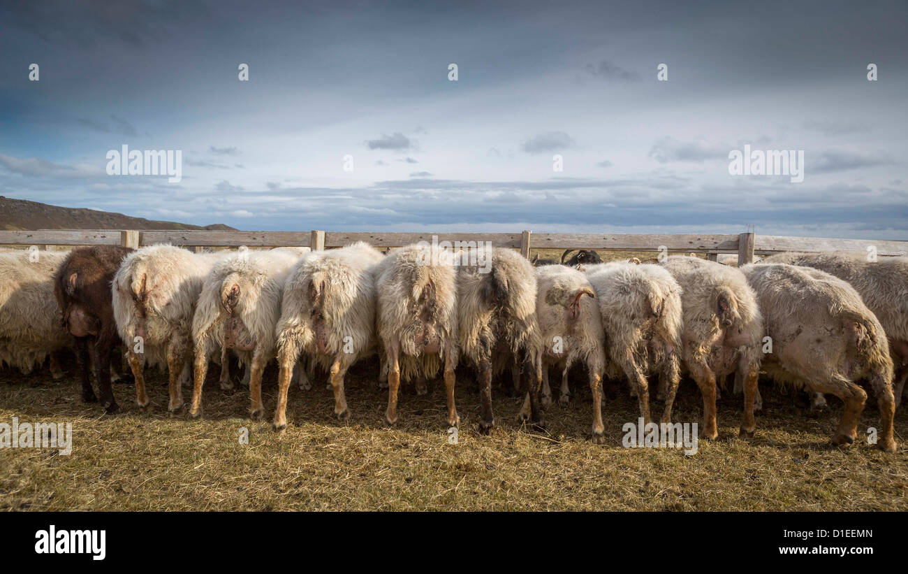 Alimentazione di pecora in agriturismo in Islanda Orientale Foto Stock
