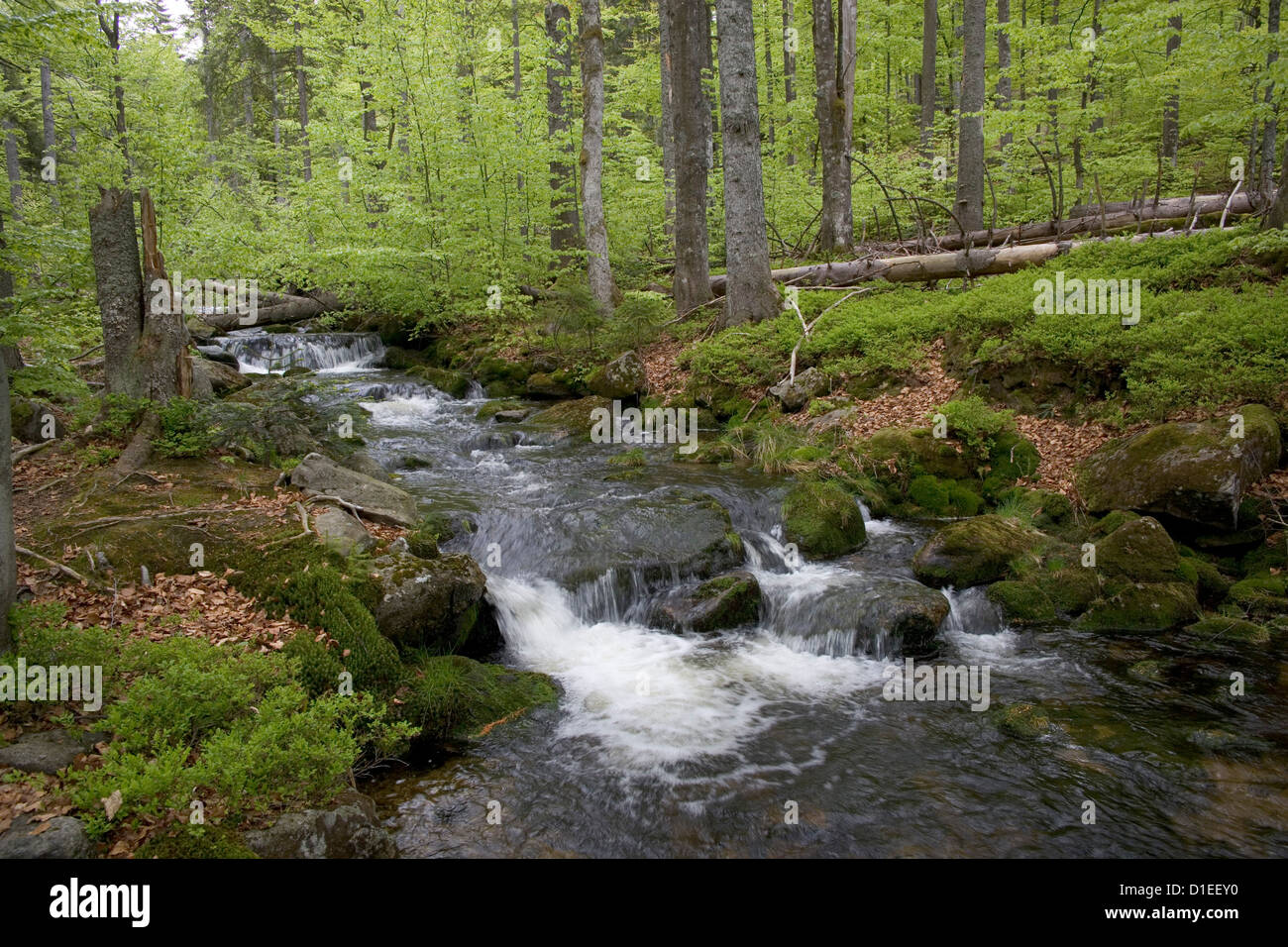 Parco Nazionale della Foresta Bavarese (Nationalpark Bayerischer Wald), Germania Foto Stock