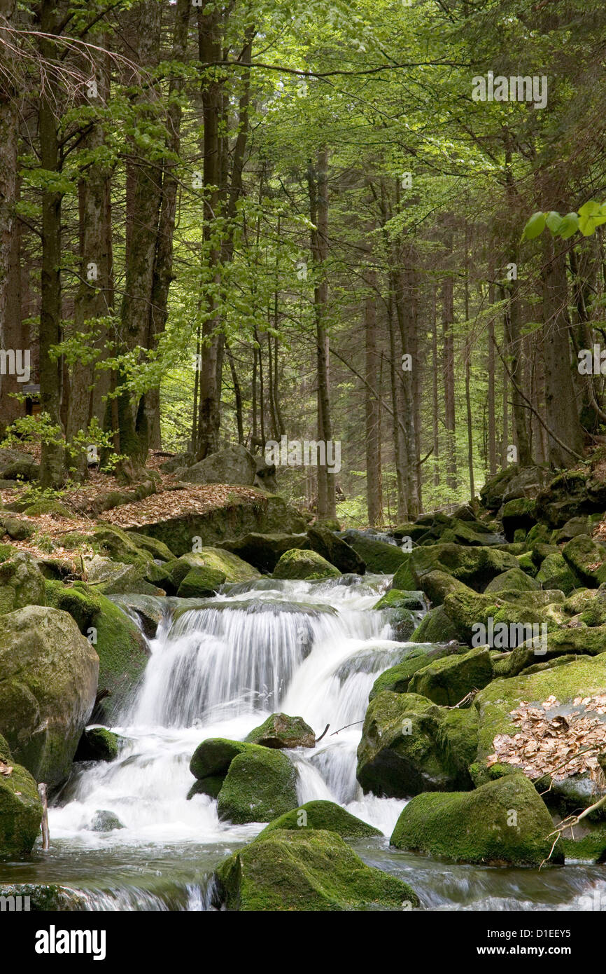 Parco Nazionale della Foresta Bavarese (Nationalpark Bayerischer Wald), Germania Foto Stock