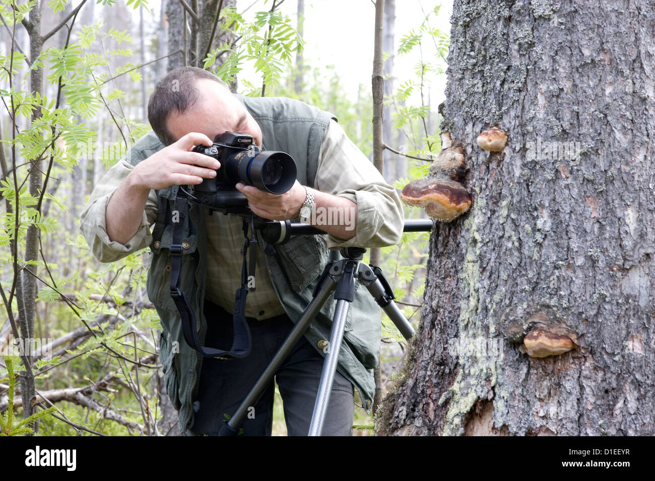 Parco Nazionale della Foresta Bavarese (Nationalpark Bayerischer Wald), Germania Foto Stock