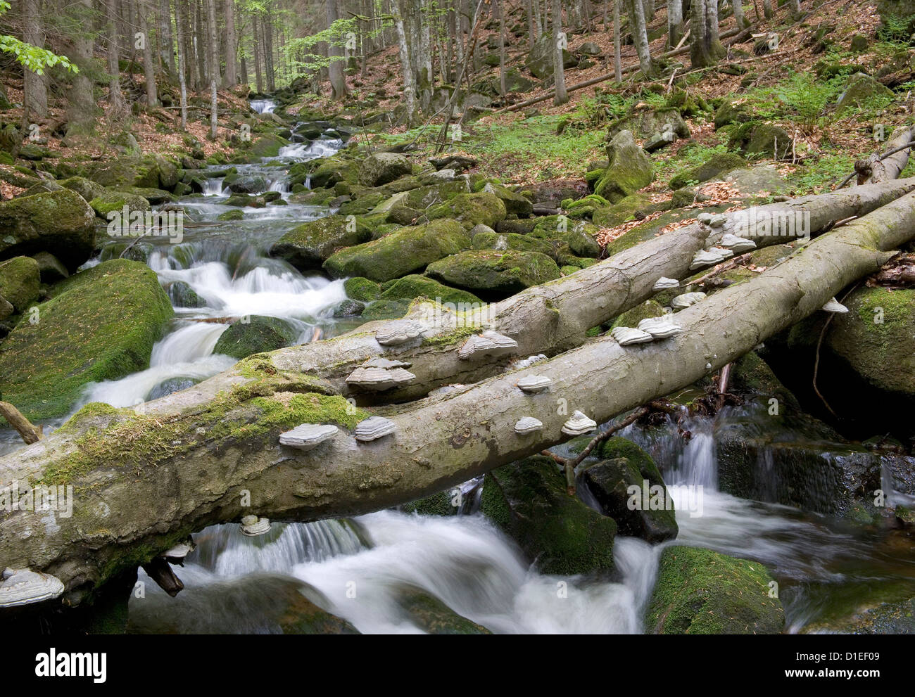 Parco Nazionale della Foresta Bavarese (Nationalpark Bayerischer Wald), Germania Foto Stock