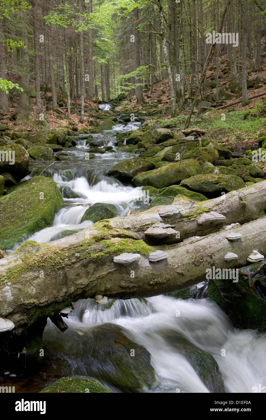 Parco Nazionale della Foresta Bavarese (Nationalpark Bayerischer Wald), Germania Foto Stock