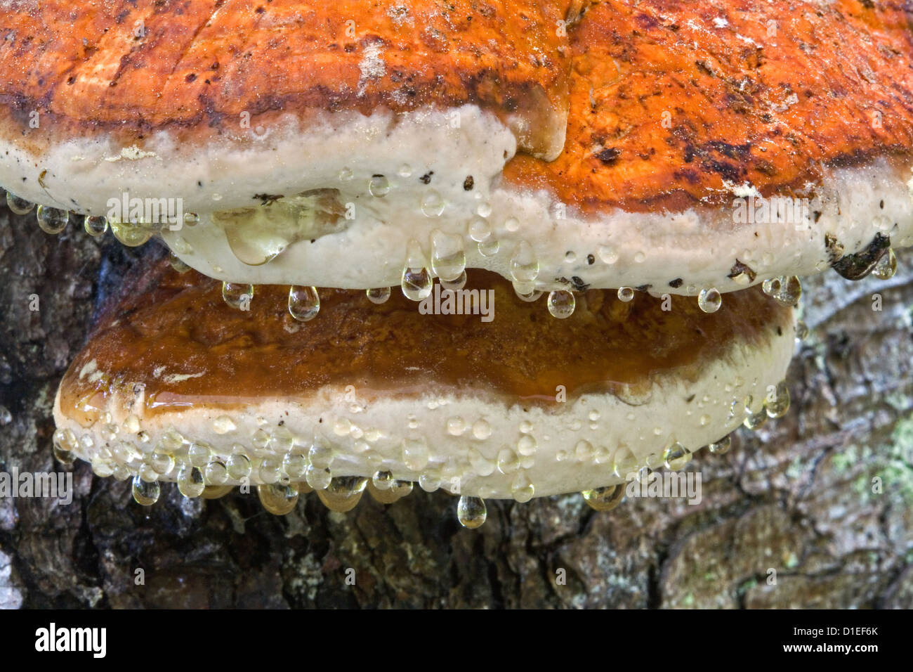 Parco Nazionale della Foresta Bavarese (Nationalpark Bayerischer Wald), Germania Foto Stock