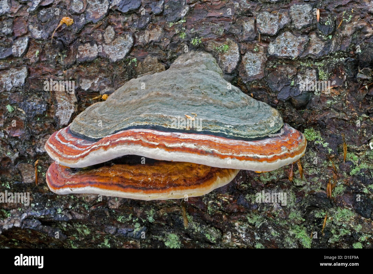 Parco Nazionale della Foresta Bavarese (Nationalpark Bayerischer Wald), Germania Foto Stock