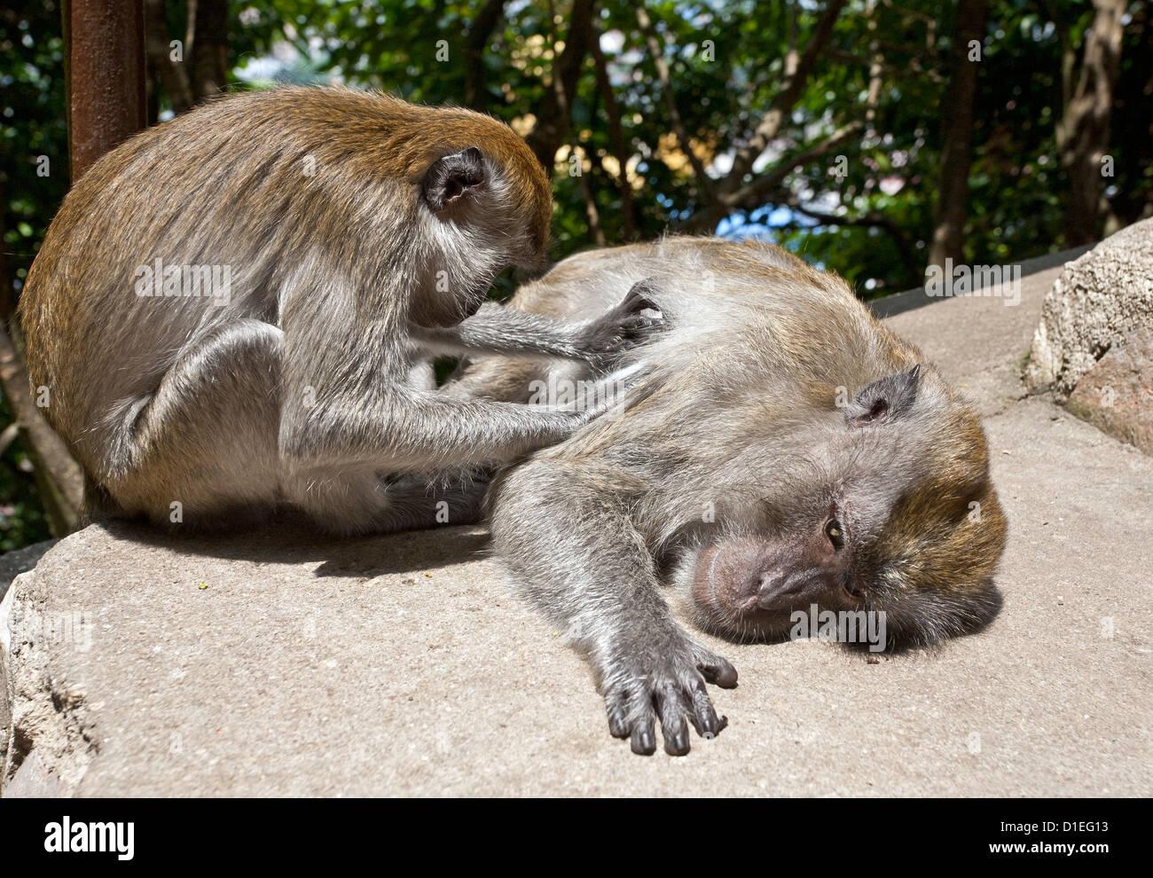 Monkey rimozione di parassiti. Grotte Batu. Malaysia Foto Stock