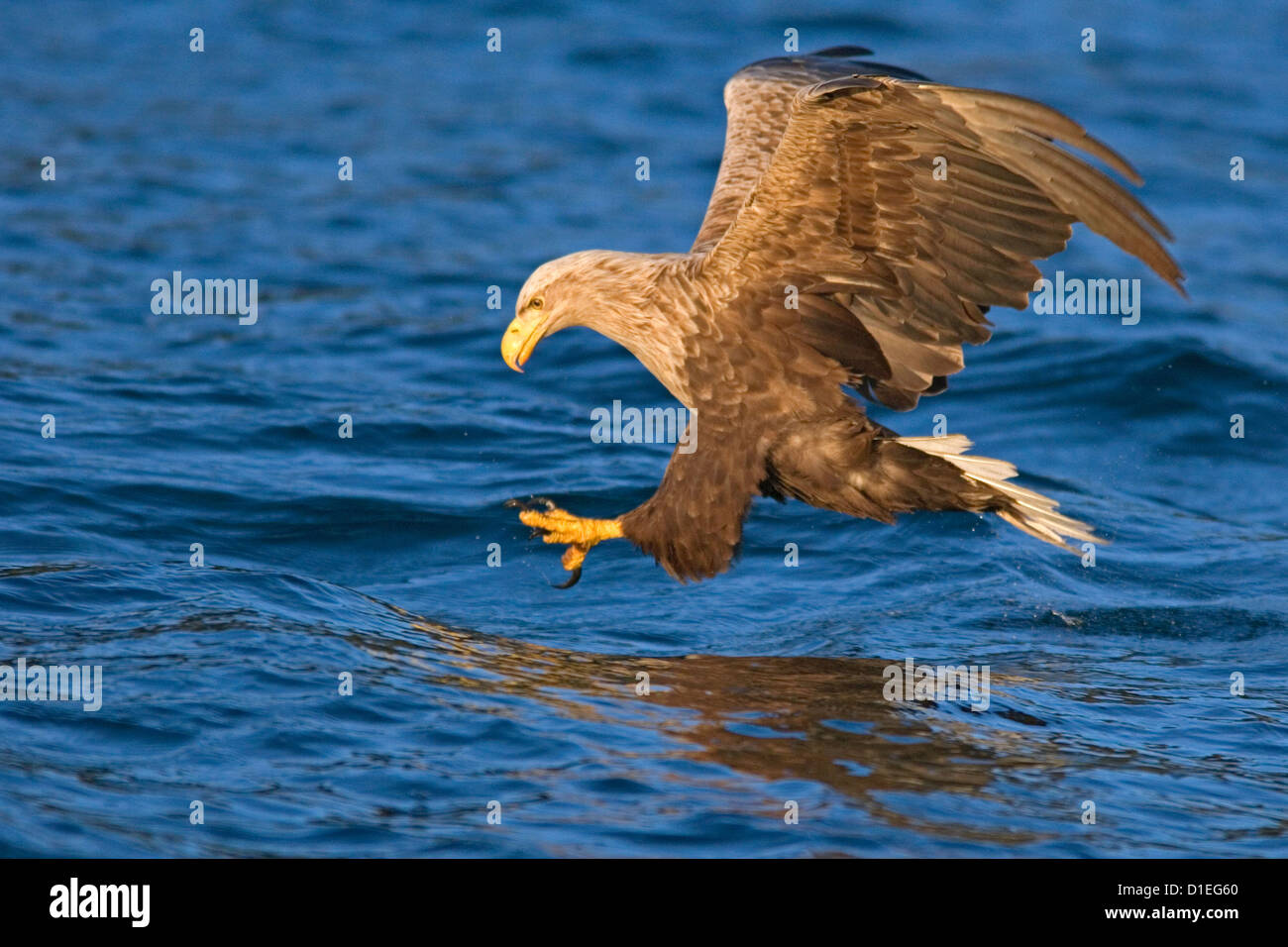 White-tailed Sea Eagle (Haliaeetus albicilla) battenti, Seeadler, Norvegia Foto Stock