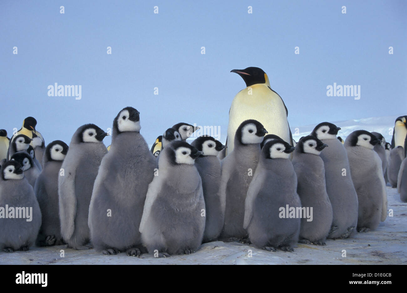 Pinguini imperatore (Aptenodytes forsteri), ghiacciaio Dawson-Lambton, Antartide Foto Stock