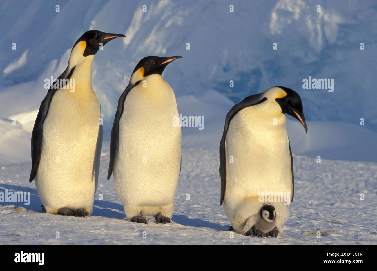 Pinguini imperatore (Aptenodytes forsteri), ghiacciaio Dawson-Lambton, Antartide Foto Stock