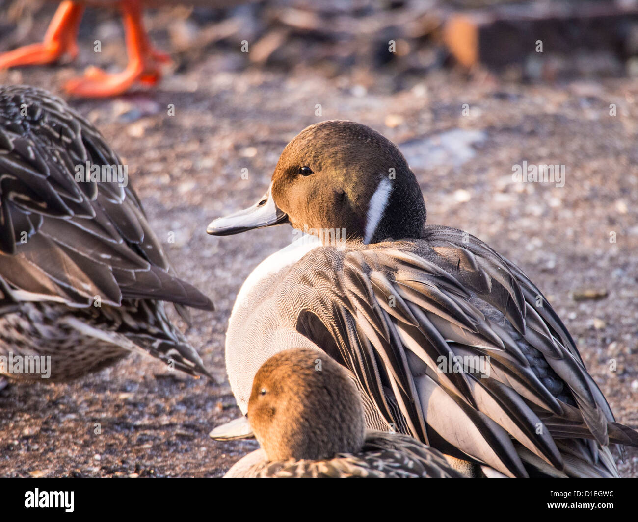 Northern Pintail (Anas acuta) a Martin Mere, un Wildfowl and Wetlands Trust bird reserve vicino a Southport, Foto Stock