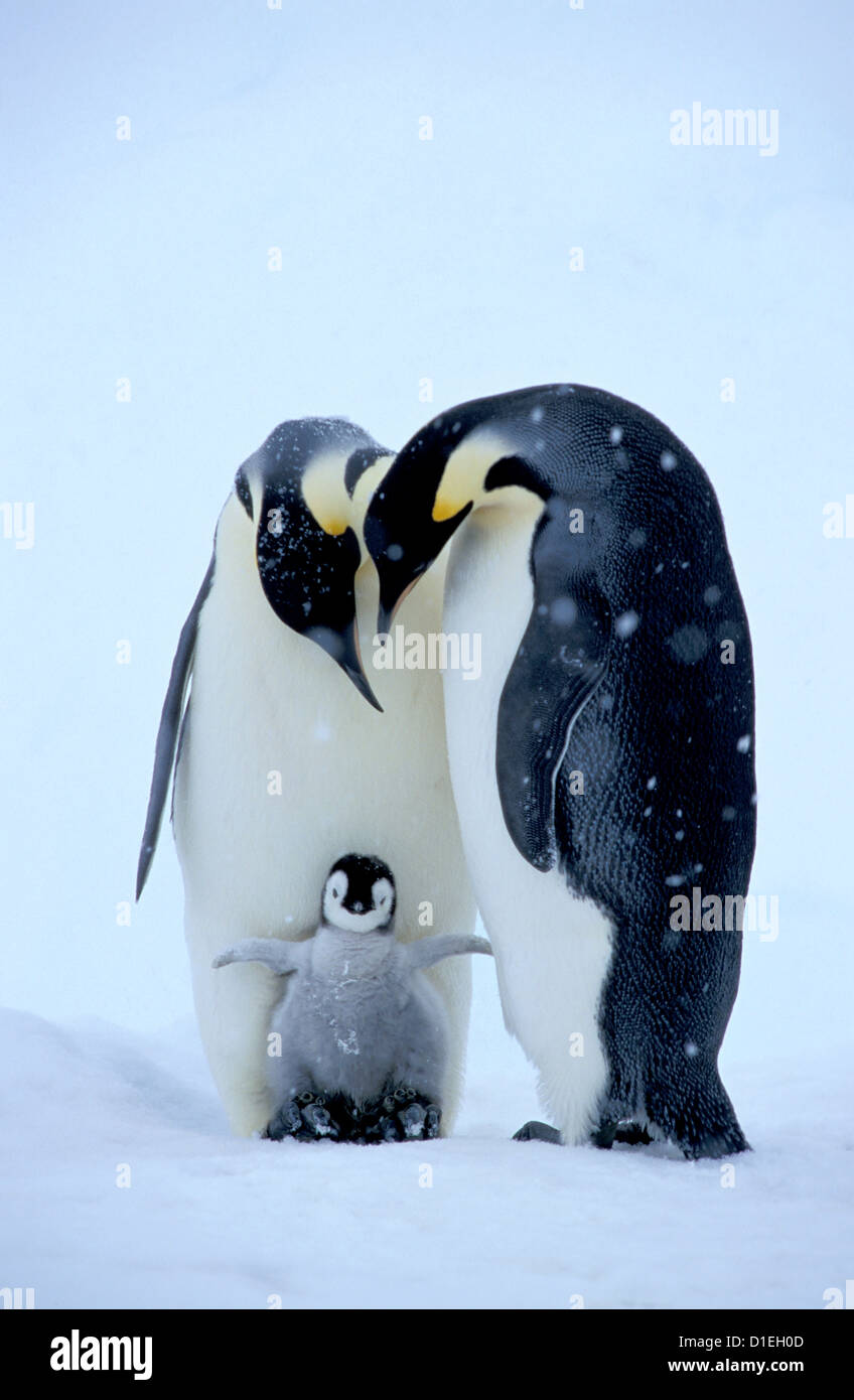 Pinguini imperatore (Aptenodytes forsteri), ghiacciaio Dawson-Lambton, Antartide Foto Stock