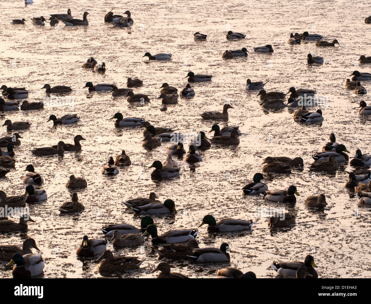 Le anatre domestiche (Anas platyrhynchos) a Martin Mere, un Wildfowl and Wetlands Trust bird reserve vicino a Southport Foto Stock