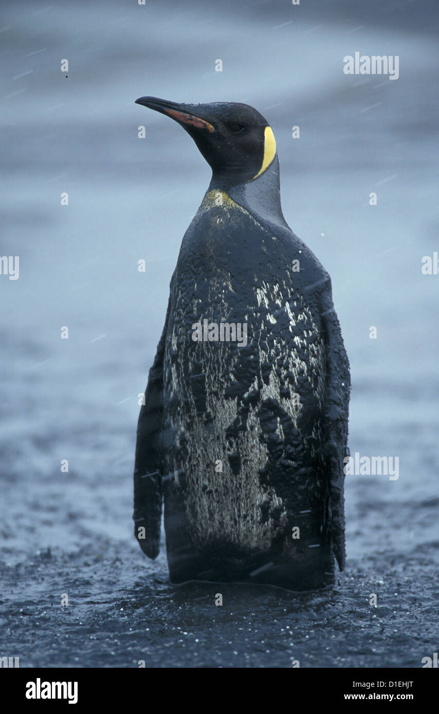 Re pinguini (Aptenodytes patagonicus) a Salisbury Plain, Georgia del Sud, regione Antartica Foto Stock
