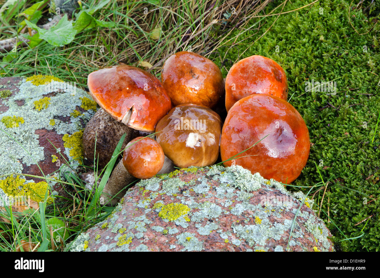 Partita di rosso-capped scaber levetta leccinum aurantiacum funghi di cui è stato eseguito il rip nella foresta. Foto Stock