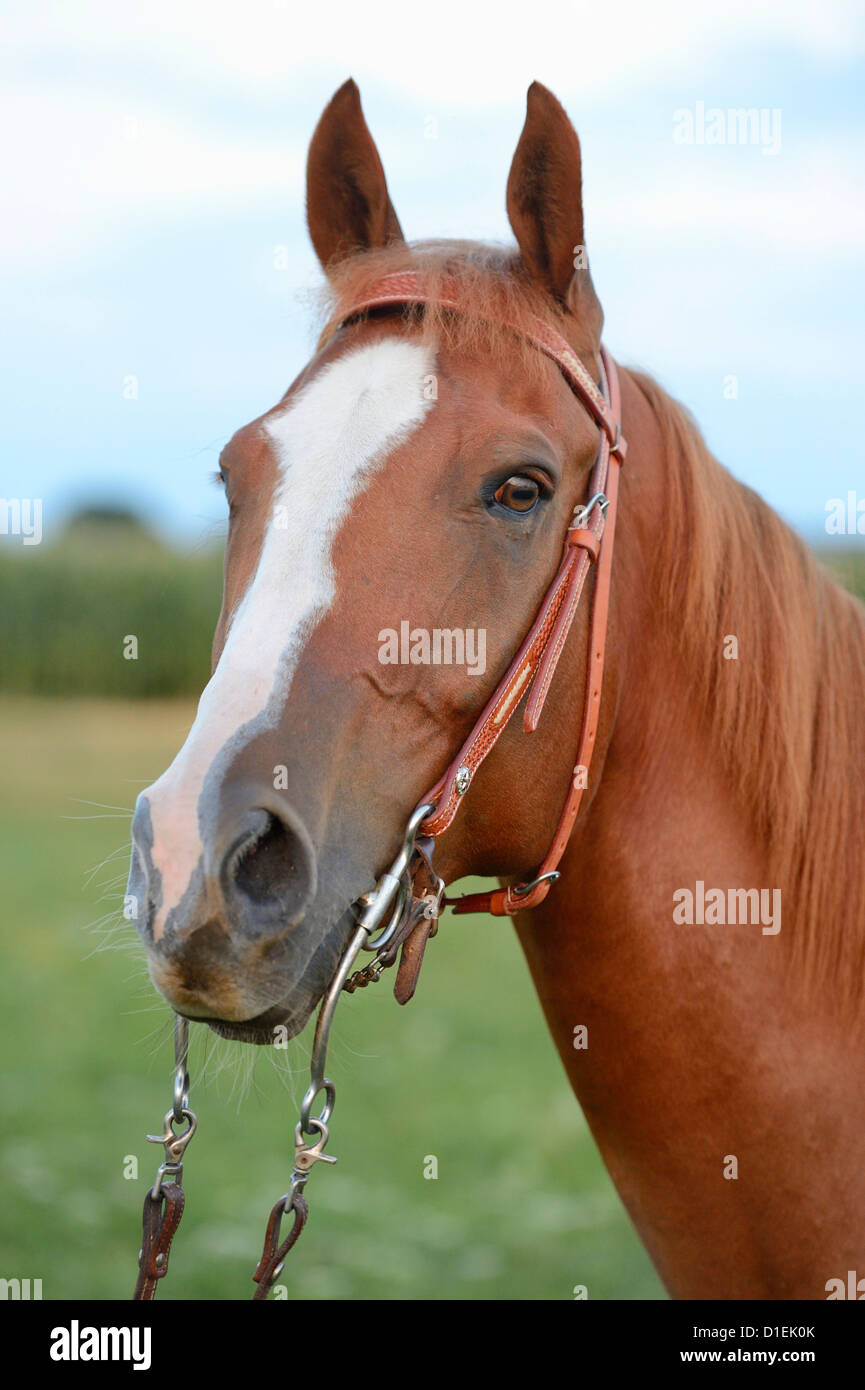 Vernice solido cavallo di razza, ritratto Foto Stock