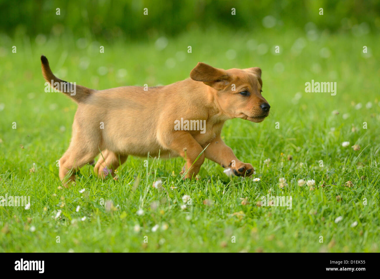 Cagnaccio marrone cucciolo in esecuzione in Prato Foto Stock