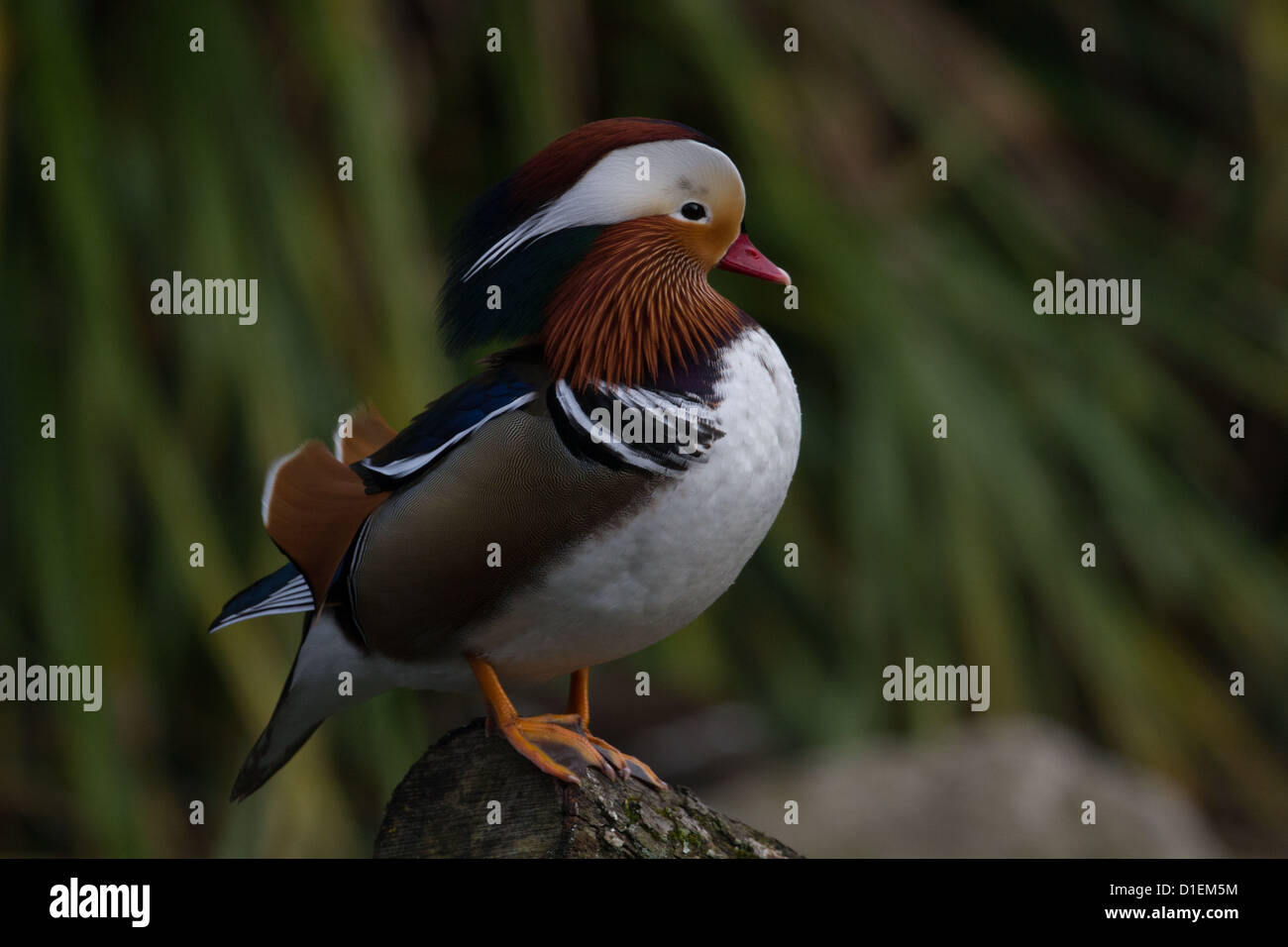 Anatra Colourful Foto Stock