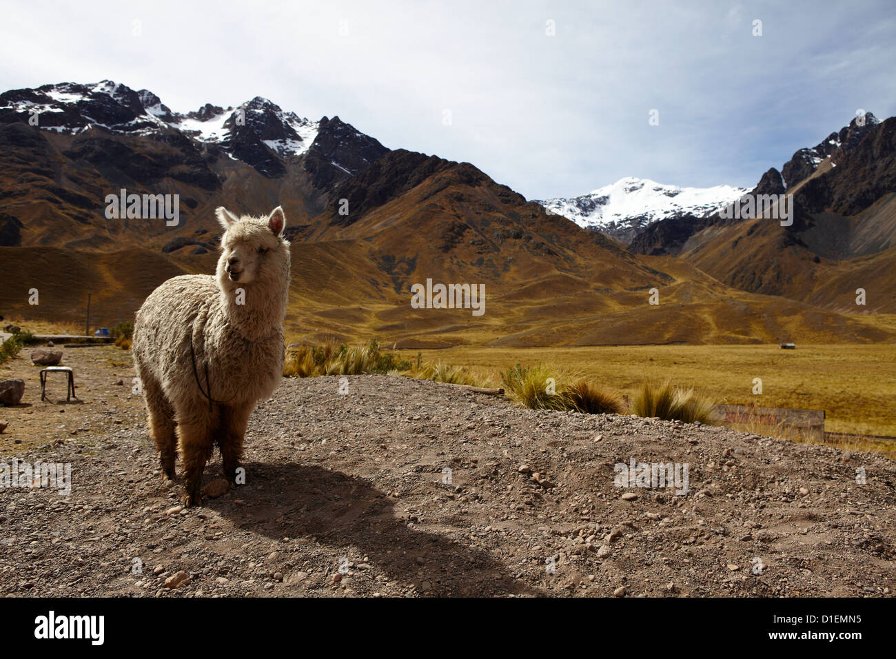 Chimboya und Abra La Raya, Ande, Perù, Sud America, America Foto Stock