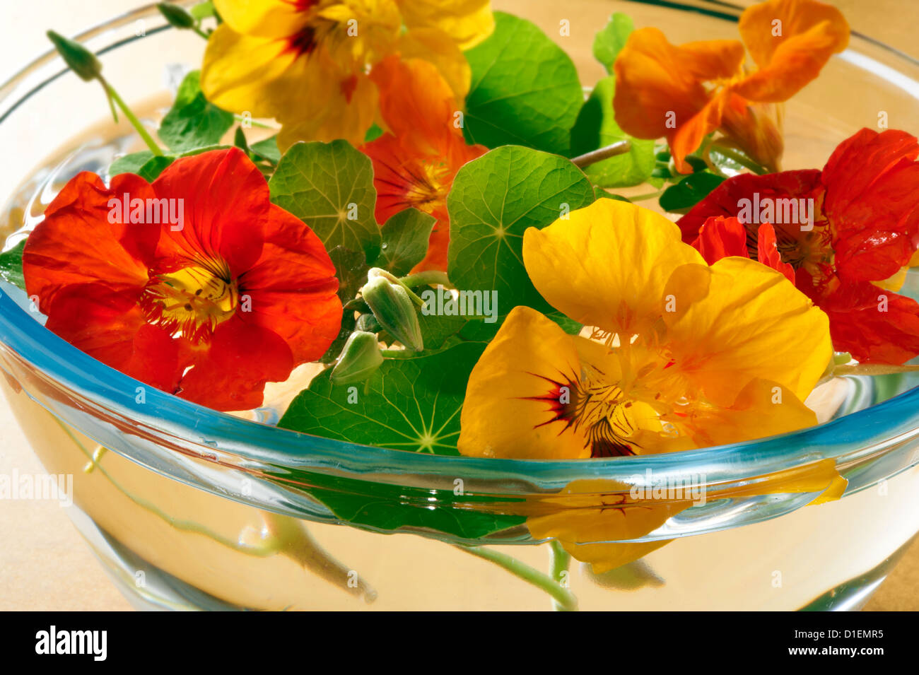 I nasturzi freschi Fiori e foglie Foto Stock